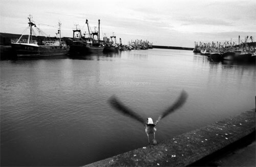 A seagull flies away over Newlyn harbor from which a handfull of fishermen still go out on the atlantic ocean to fish pilchards.<p>© Guilhem Alandry</p>