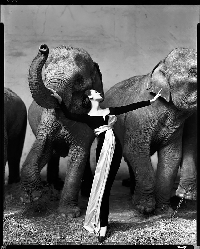 Dovima with elephants, evening dress by Dior, Cirque d’Hiver, Paris, August 1955<p>Courtesy The Richard Avedon Foundation / © Richard Avedon</p>