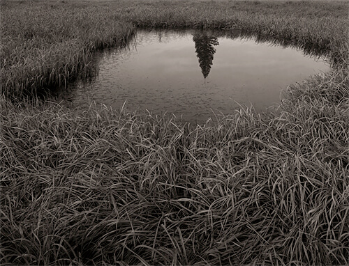 Reflected Pine, Tuolumne Meadows<p>© Mark Citret</p>