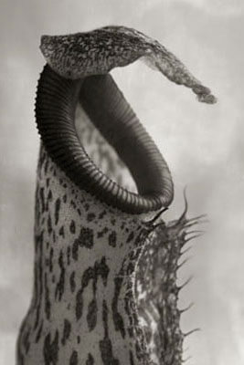NEPENTHES COCCINEA<p>© Beth Moon</p>