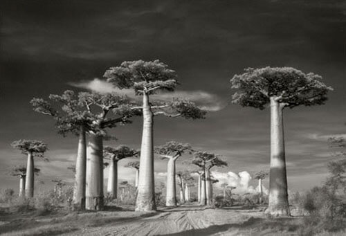 AVENUE OF THE BAOBABS<p>© Beth Moon</p>