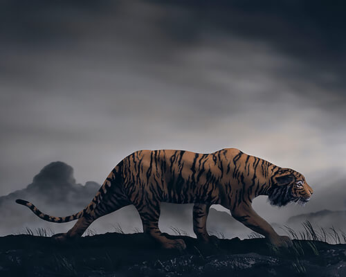 The Tiger 2013<p>© Didier Massard</p>
