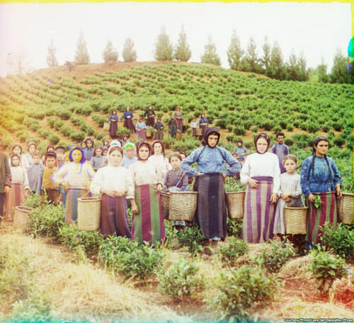 A Group of Workers Harvesting Tea, 1907-15 <p>© Sergey Prokudin-Gorsky</p>