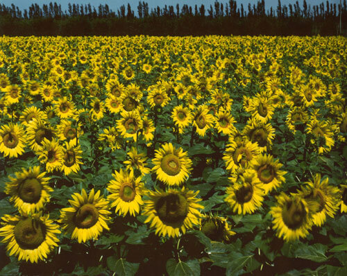 Sunflowers, France 1983<p>© Cole Weston</p>
