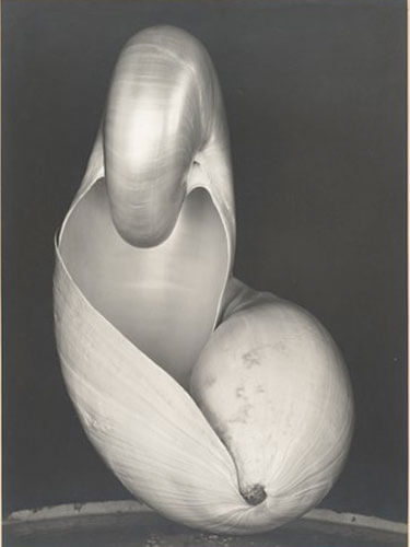 Two Shells, 1927<p>© Edward Henry Weston</p>