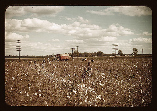 Day laborers picking cotton near Clarksdale, Mississippi, in late 1939. ©Library of Congress<p>© Marion Post Wolcott</p>