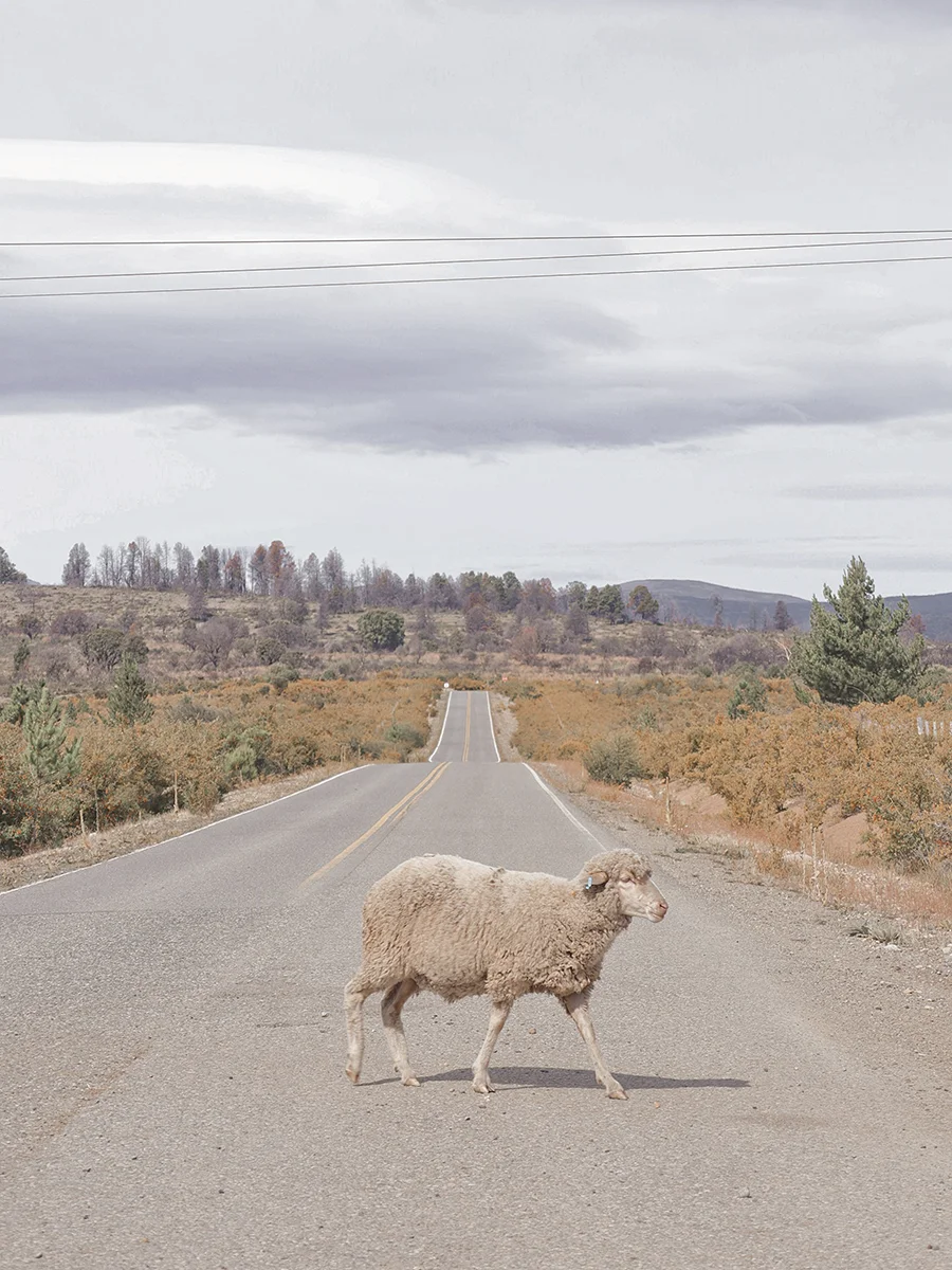 Album Cover © Eleonora Laufer