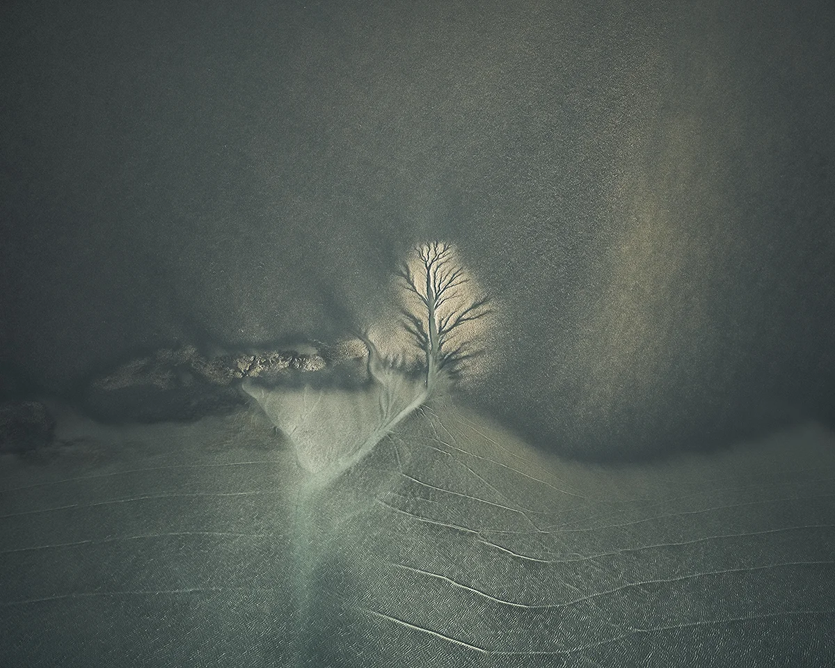 ROOTS I © Brigitte Bourger