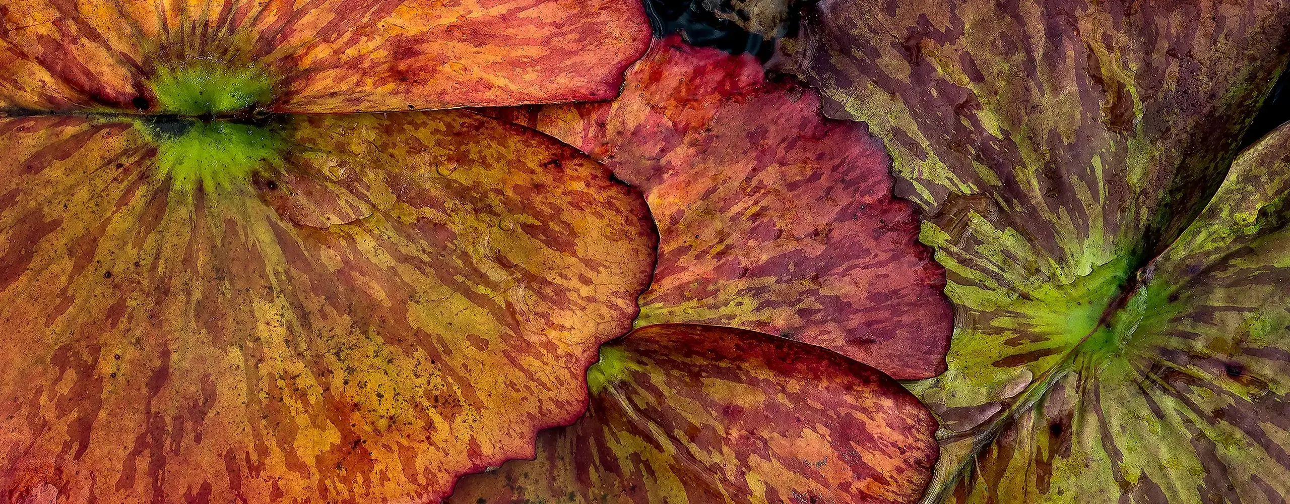 Colors