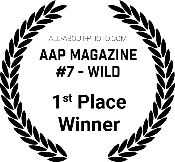 Wild | First Place winner