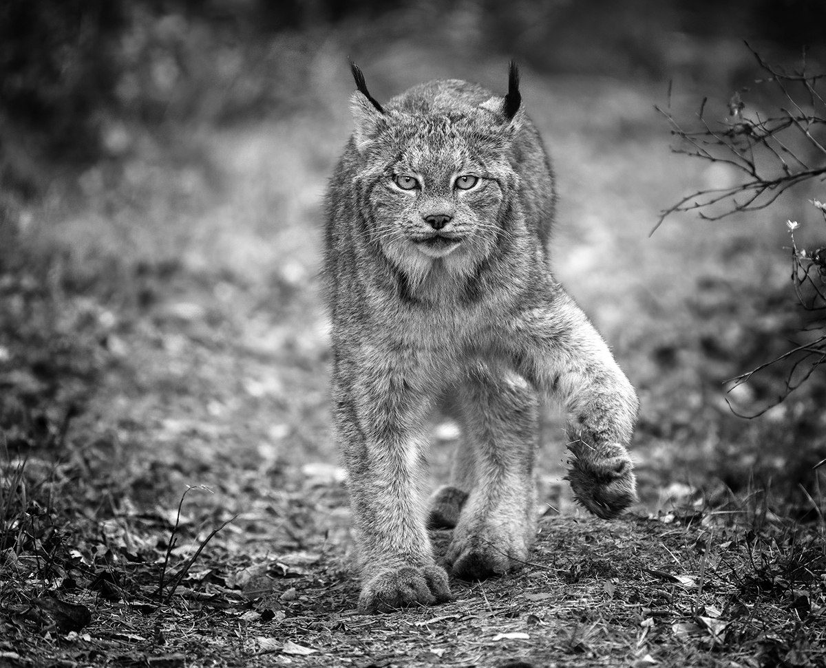 C04500018811 wild lynx - Veja aqui os ganhadores das melhores fotos do mundo de 2022!