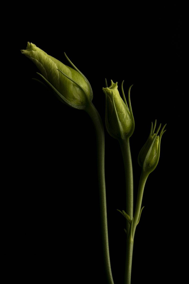 Yves Léonard Photography
