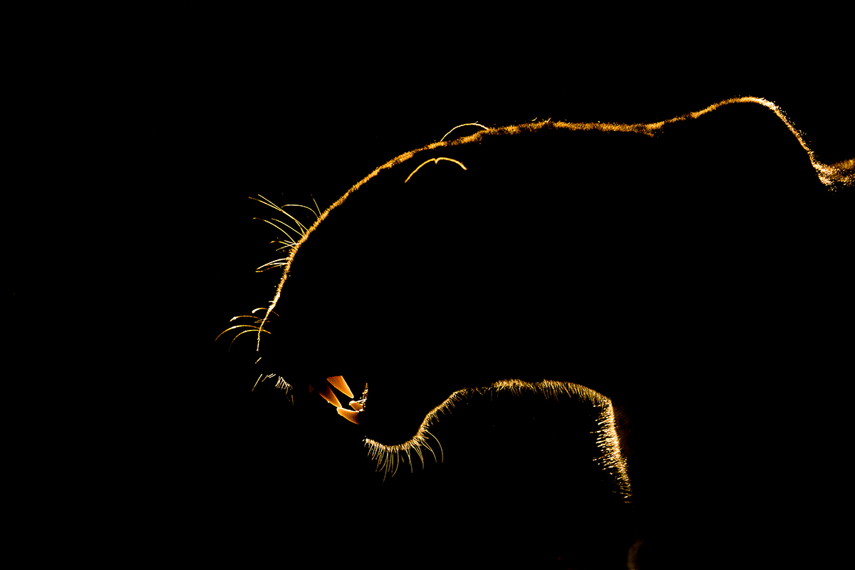 Bence Máté | 