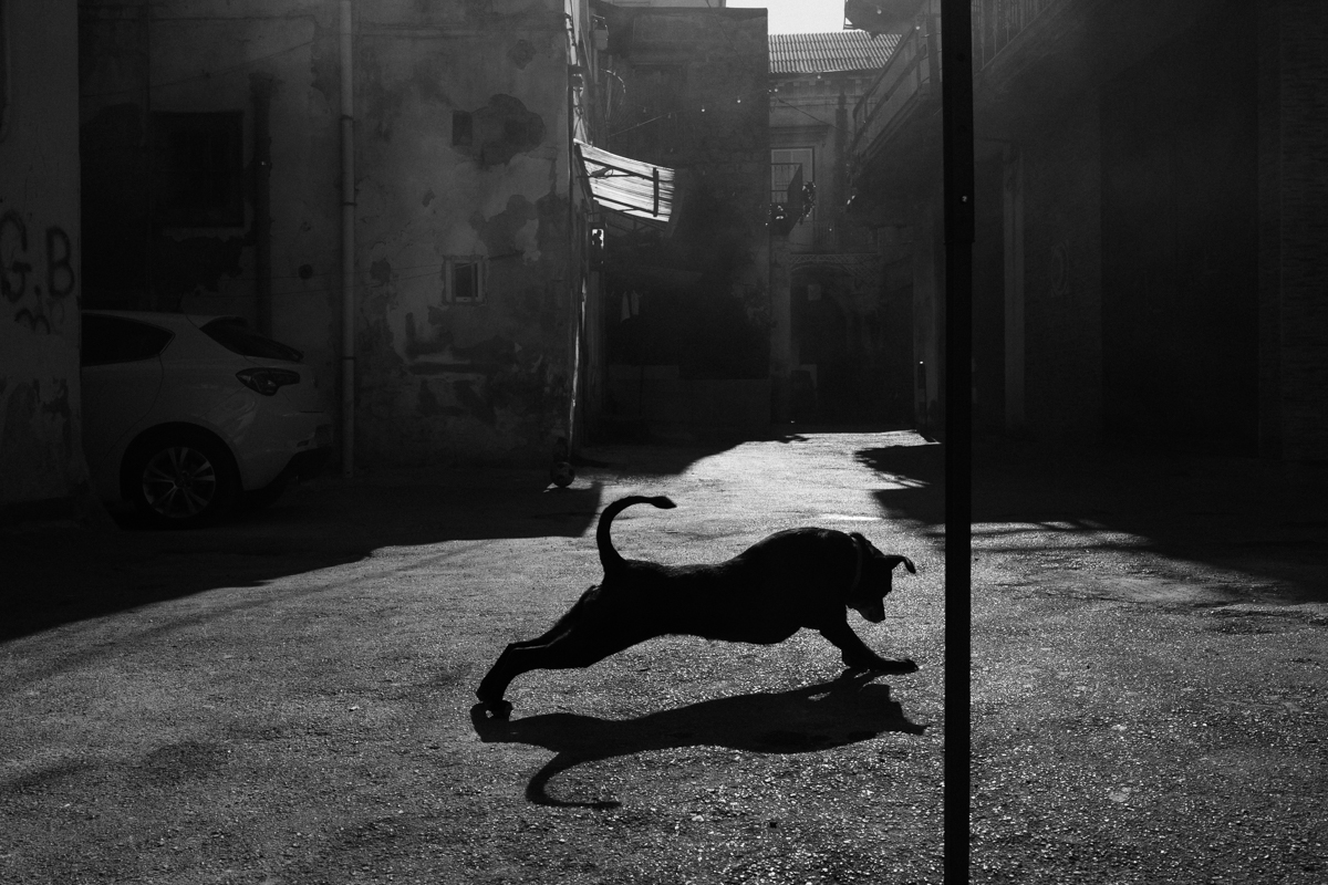 Andrea Torrei | 