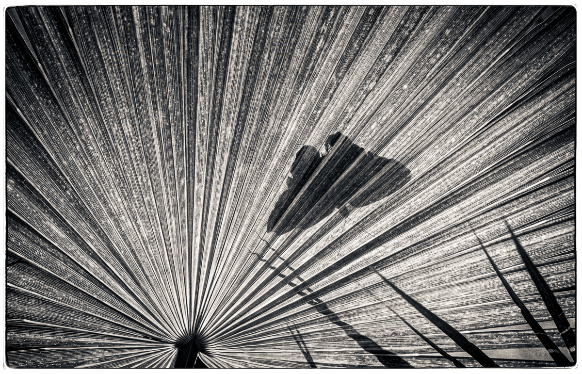 Jeff Schewe