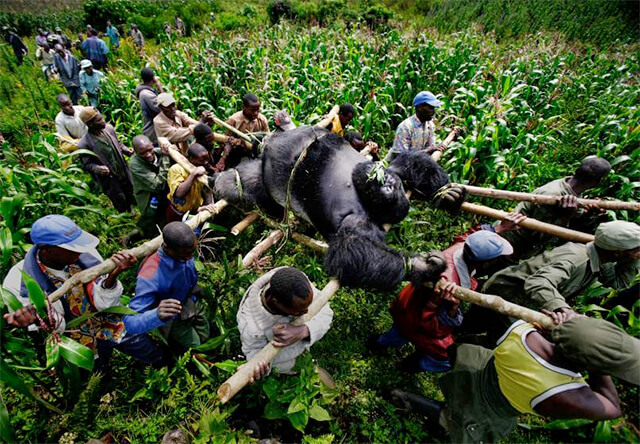 Brent Stirton