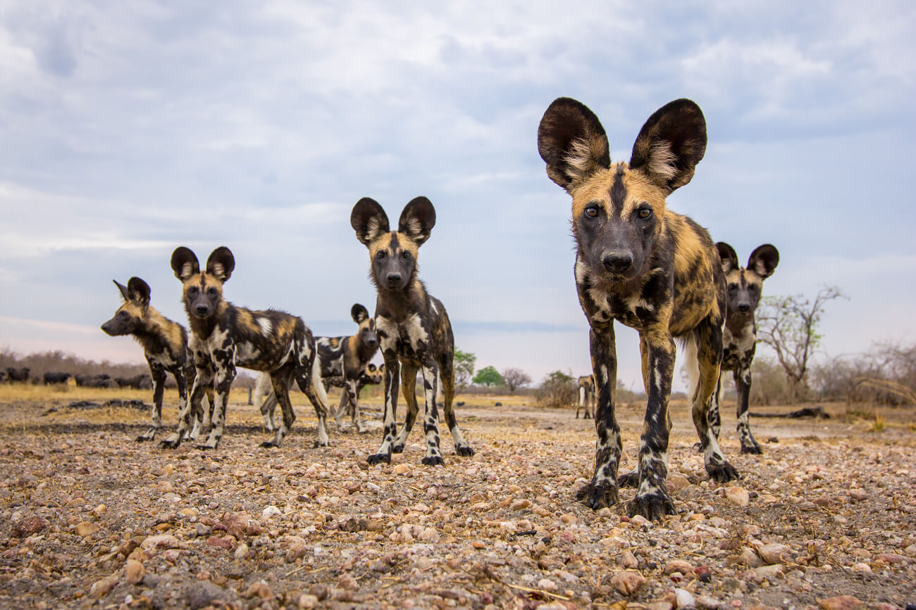 Will Burrard-Lucas