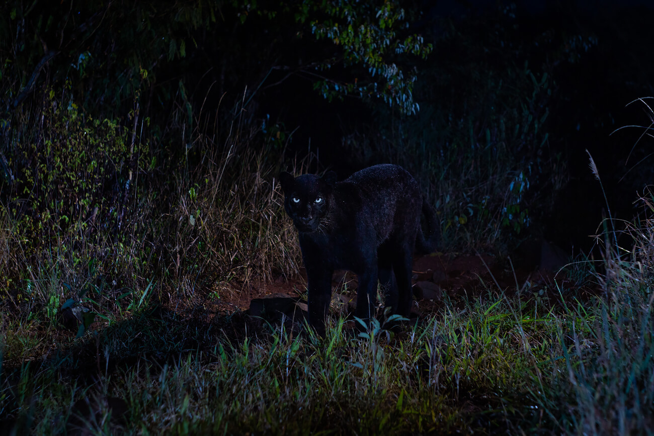 Will Burrard-Lucas