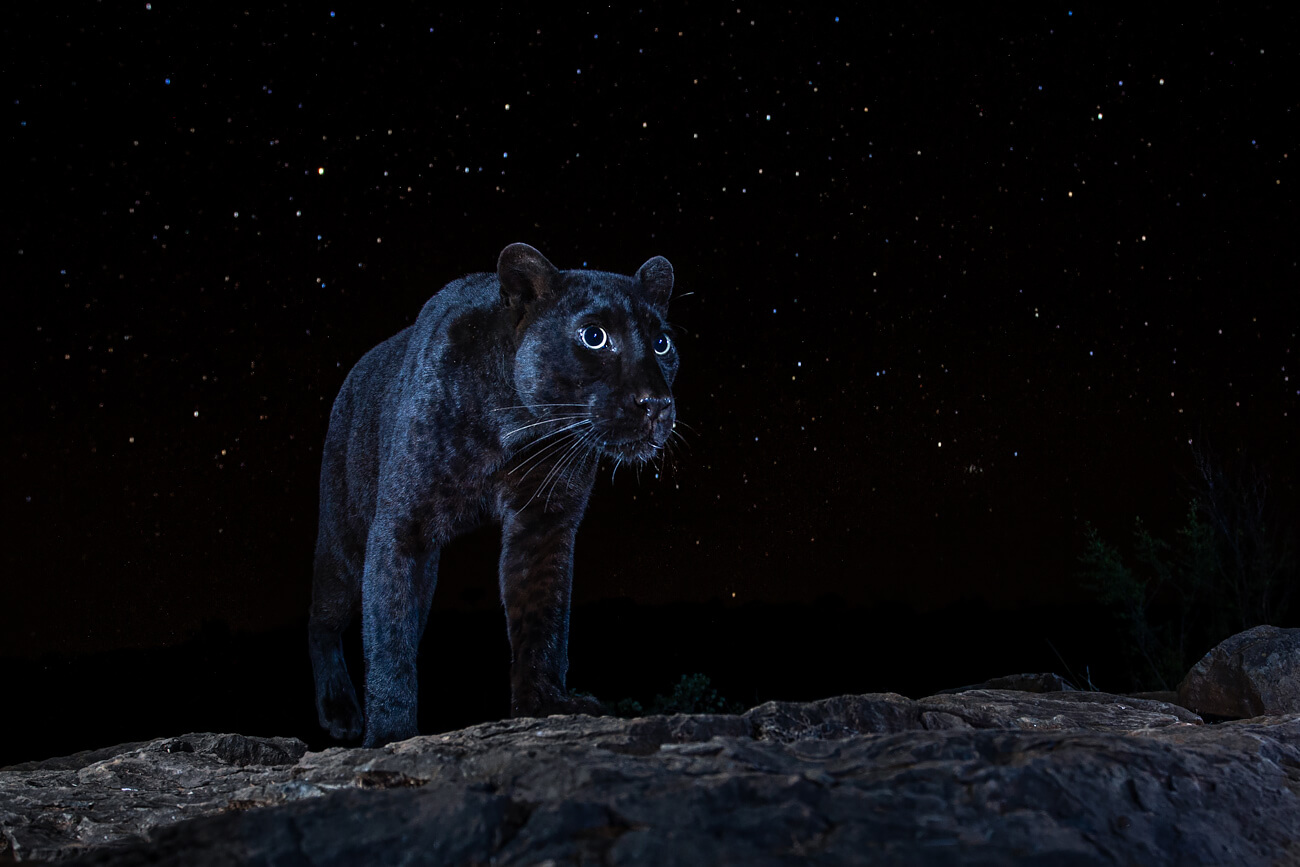 Will Burrard-Lucas