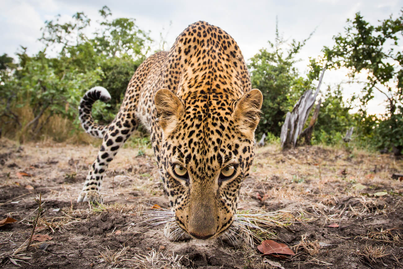 Will Burrard-Lucas