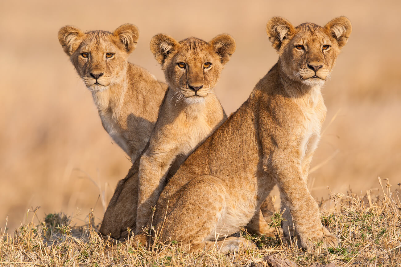 Will Burrard-Lucas