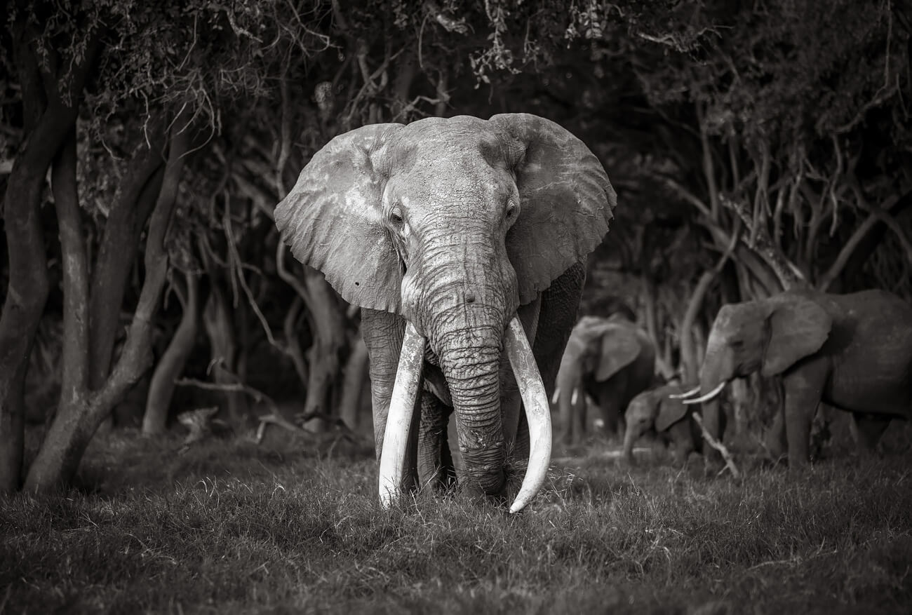 Will Burrard-Lucas