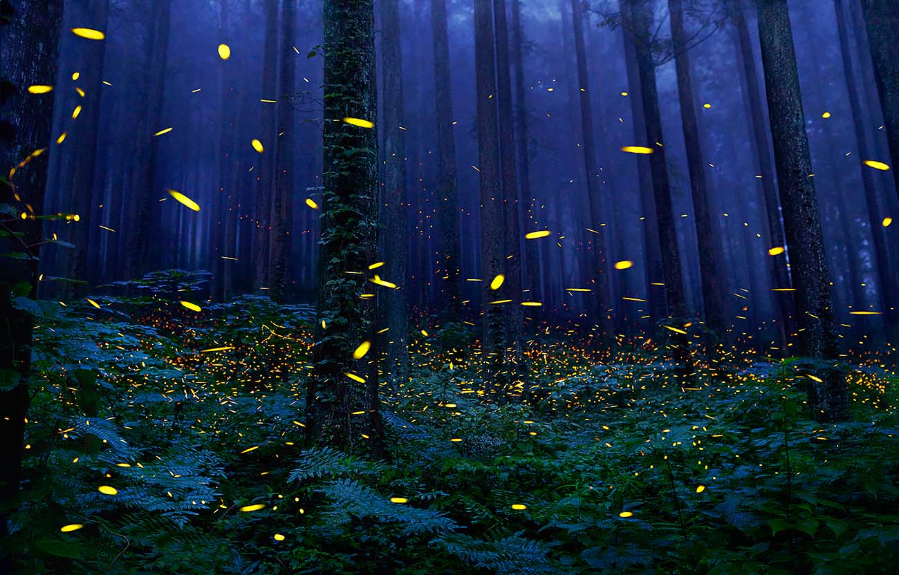 Tim Flach