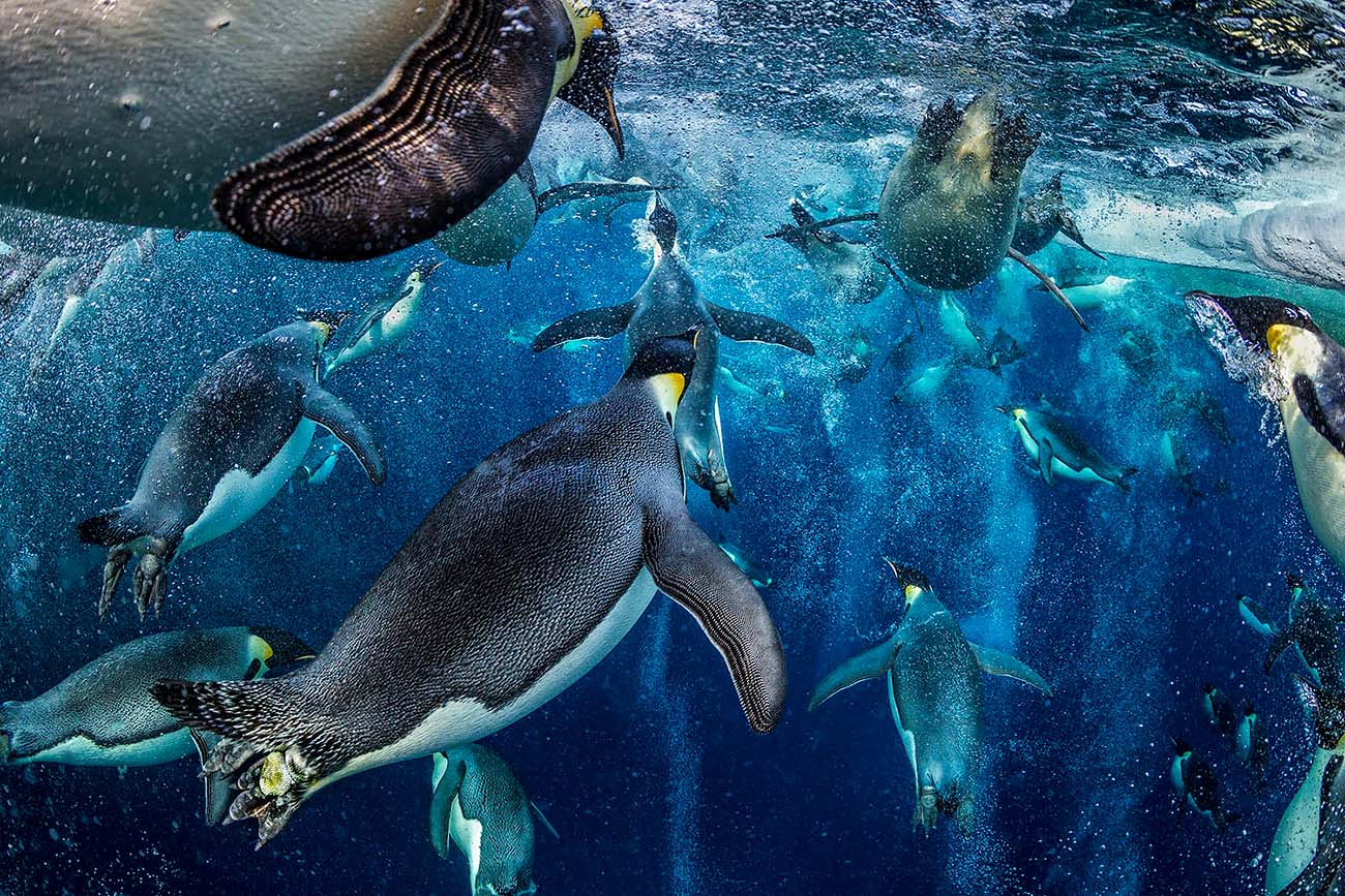 Paul Nicklen