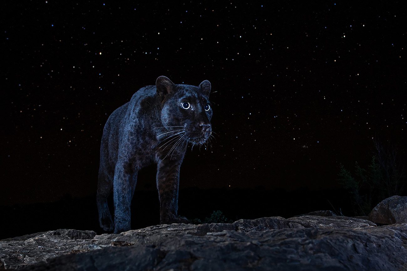 WILL BURRARD LUCAS