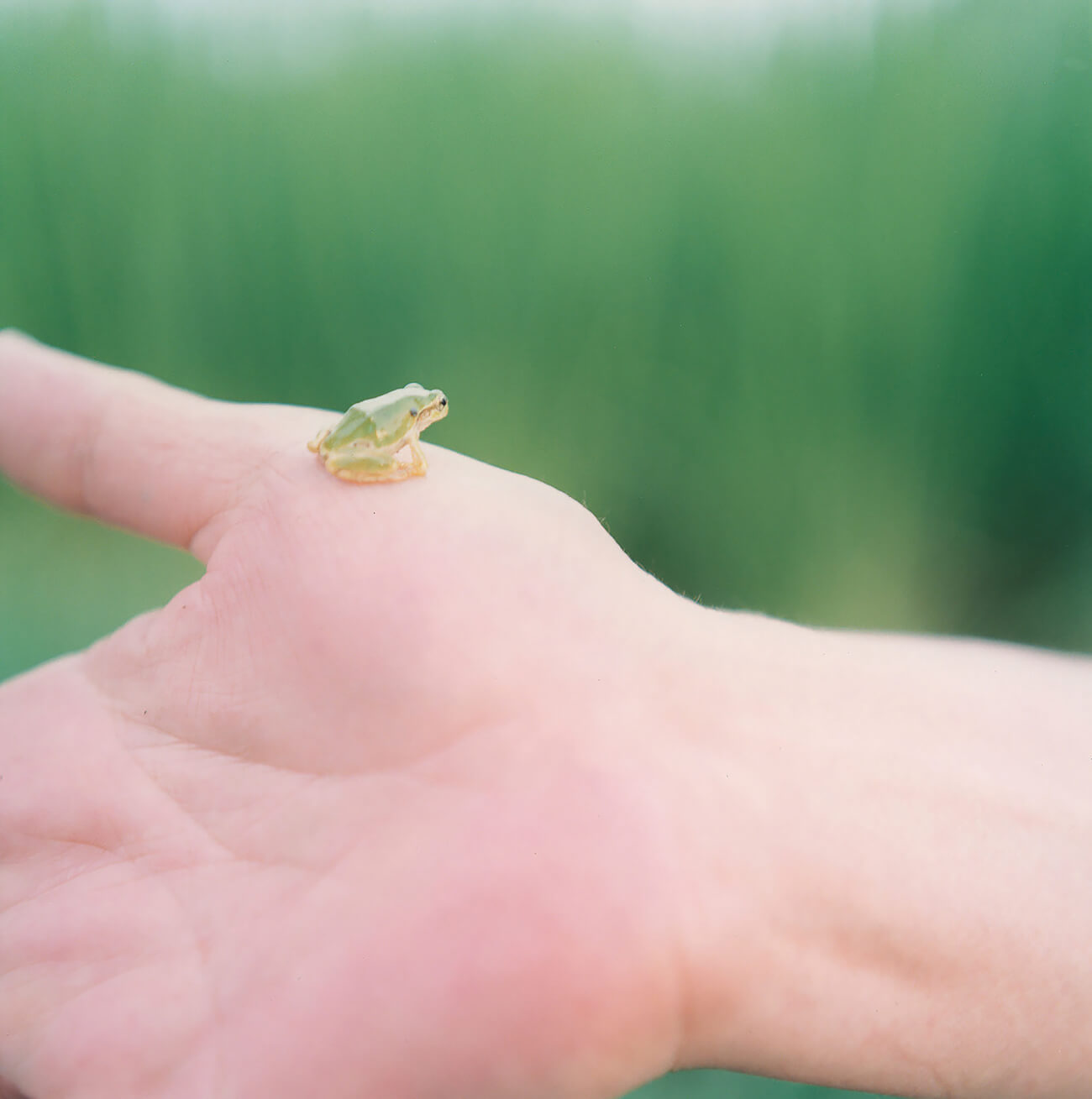 Rinko Kawauchi