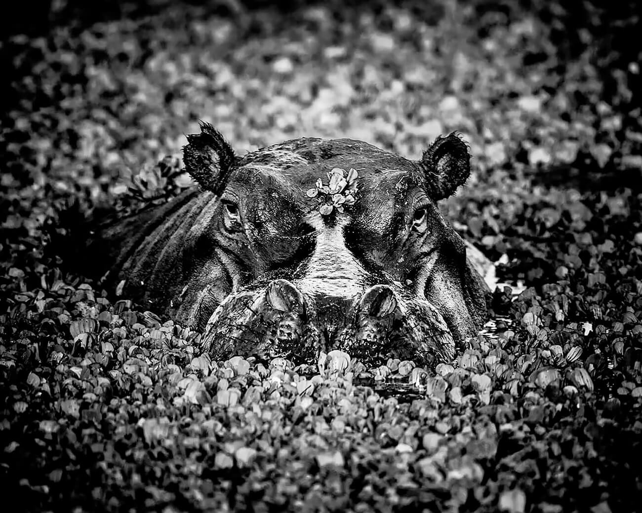 Laurent Baheux