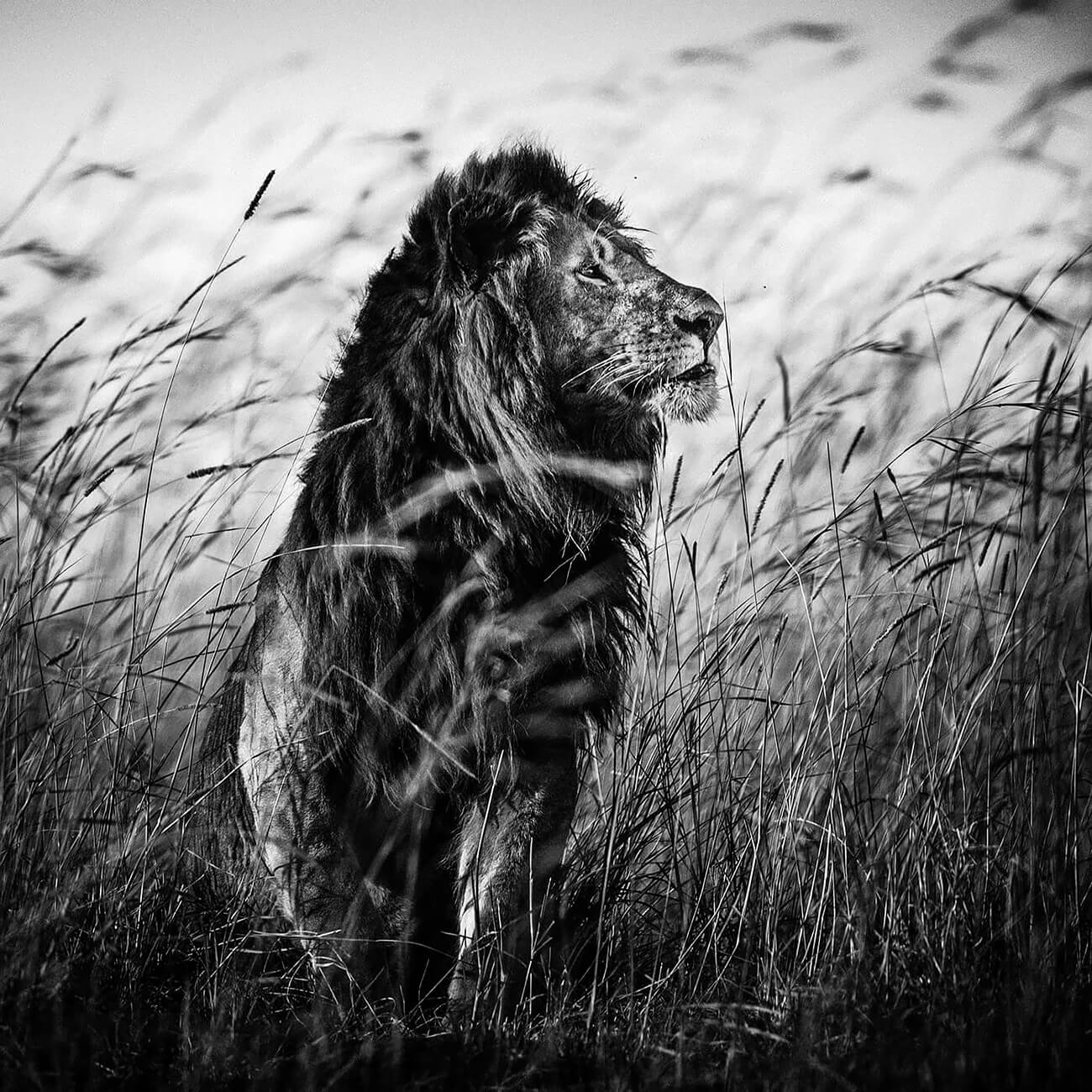 Laurent Baheux