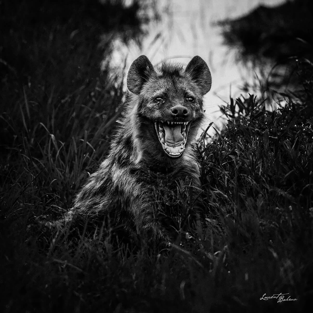 Laurent Baheux