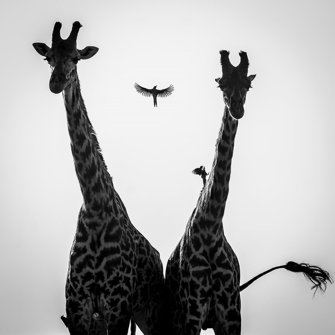 Laurent Baheux