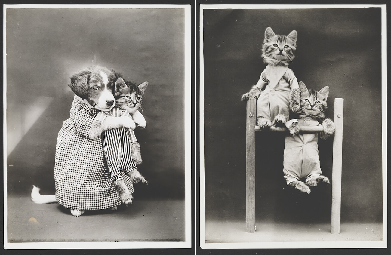 A Brief History Of Pet Photography Photo Article