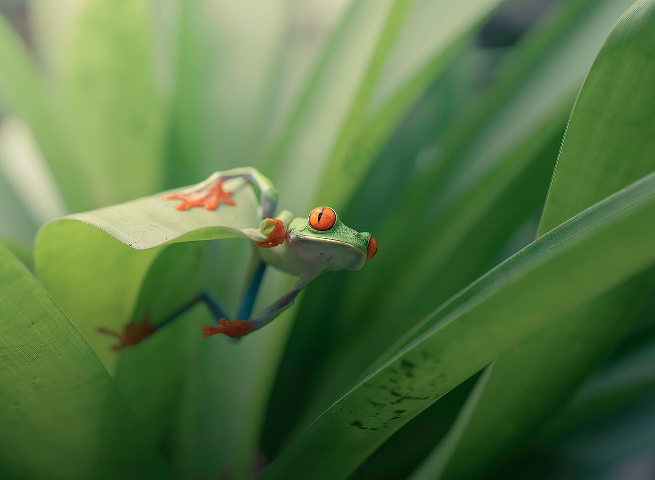 Little green frog trying to hide amongst the green leaves., Smithsonian  Photo Contest