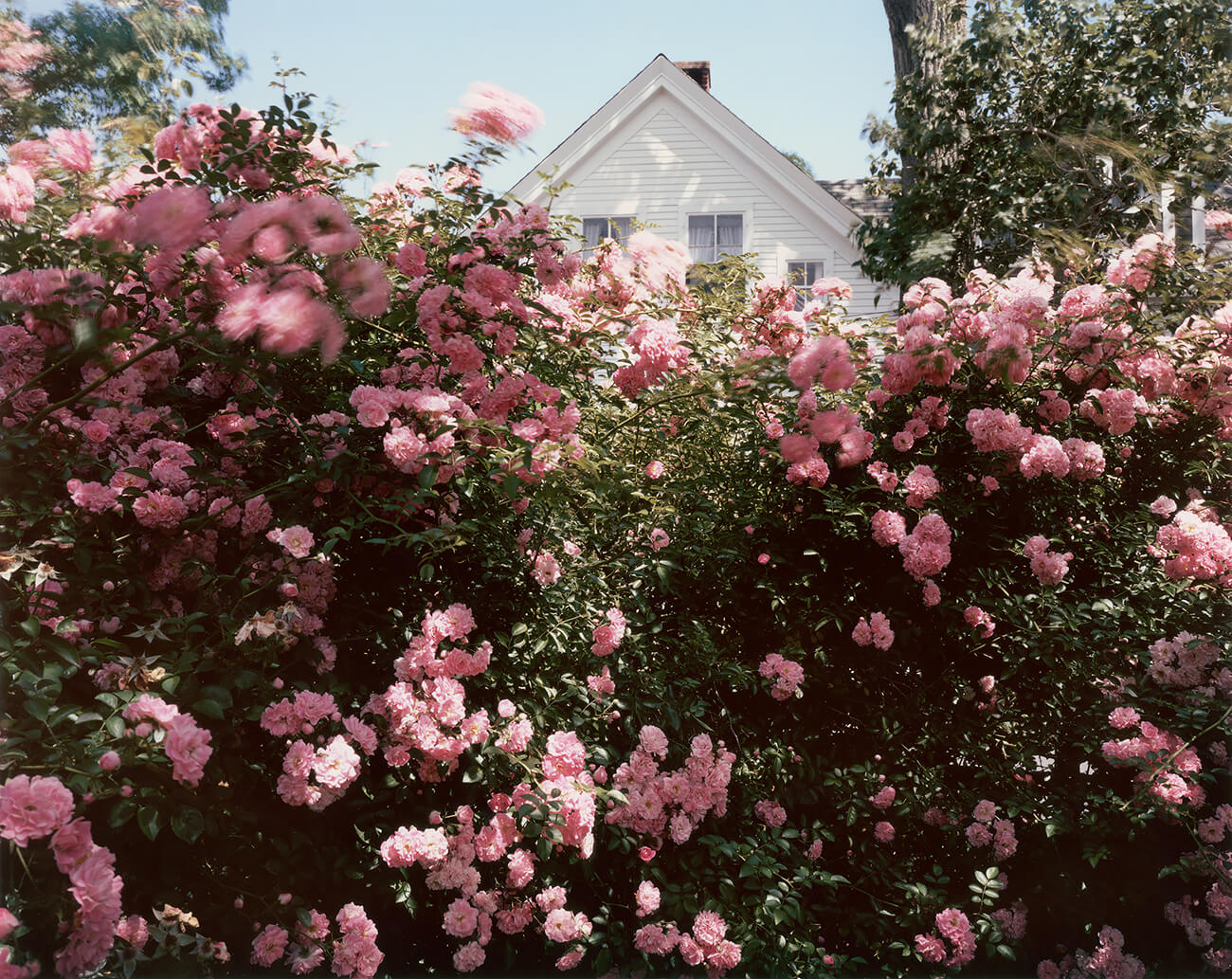 Joel Meyerowitz