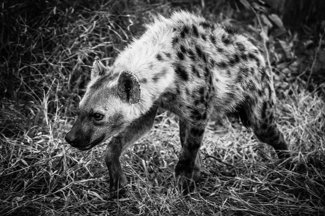 Laurent Baheux