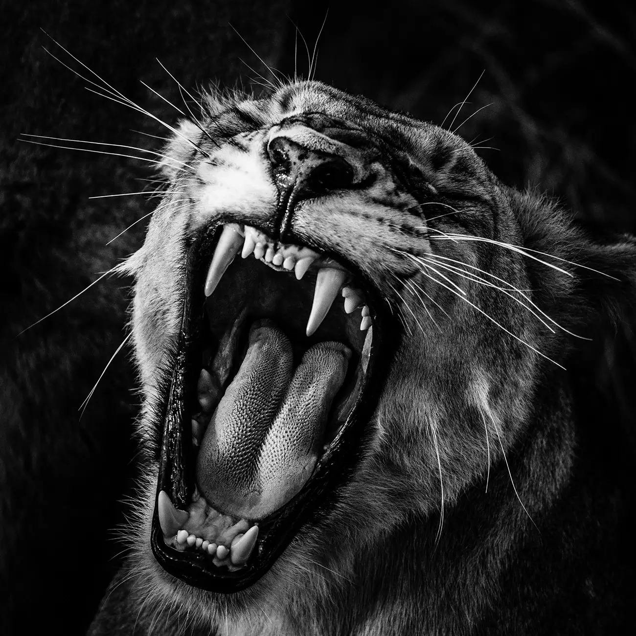 Laurent Baheux
