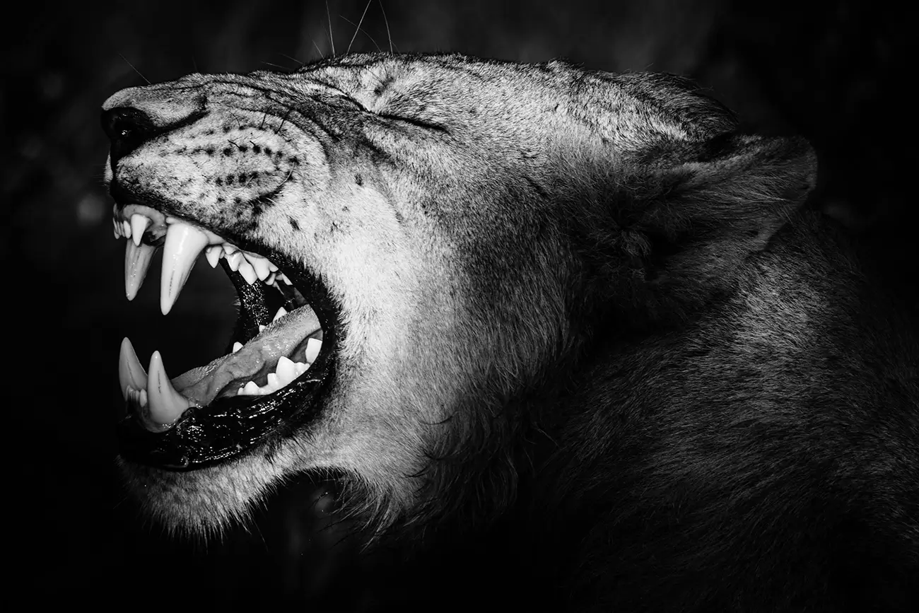 Laurent Baheux