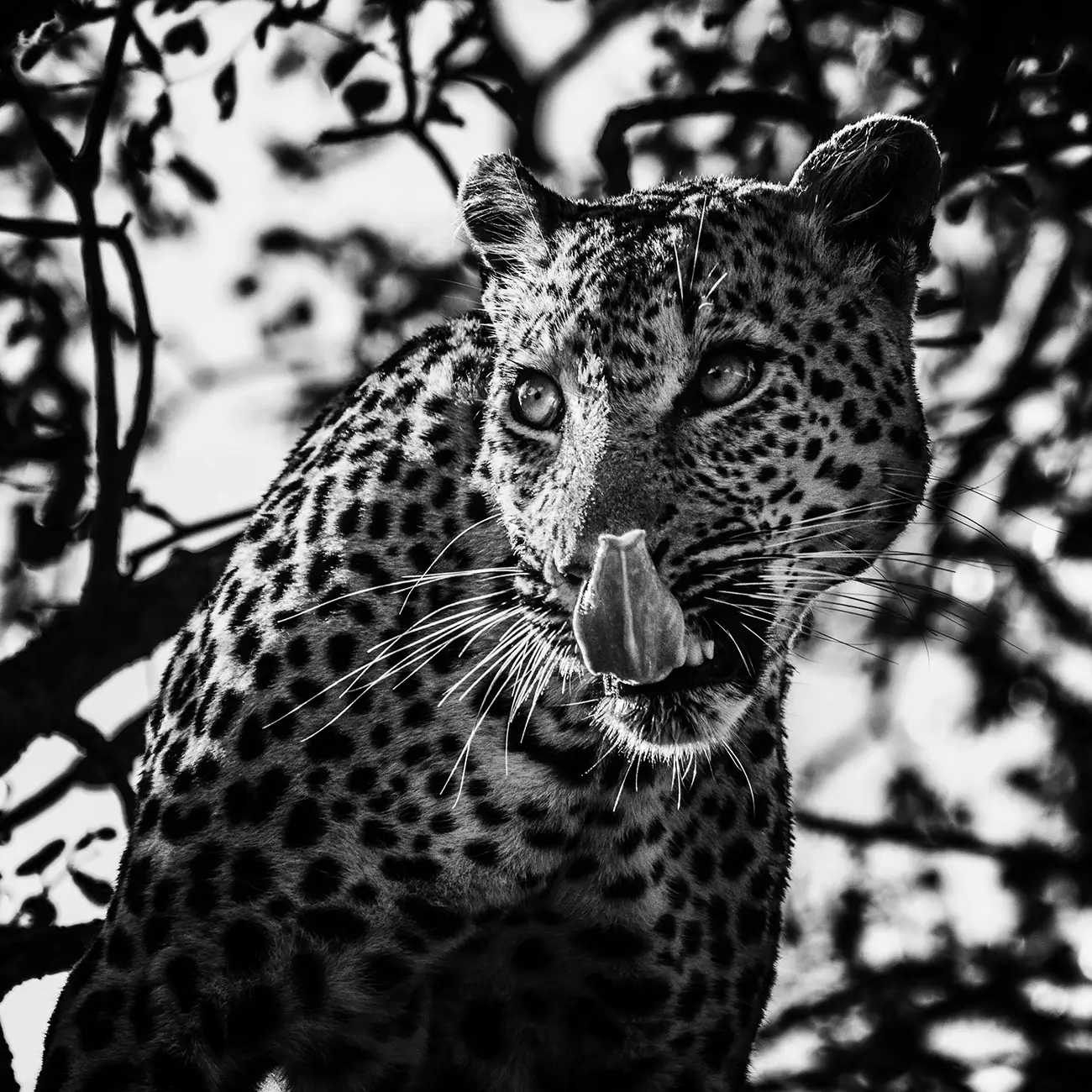 Laurent Baheux