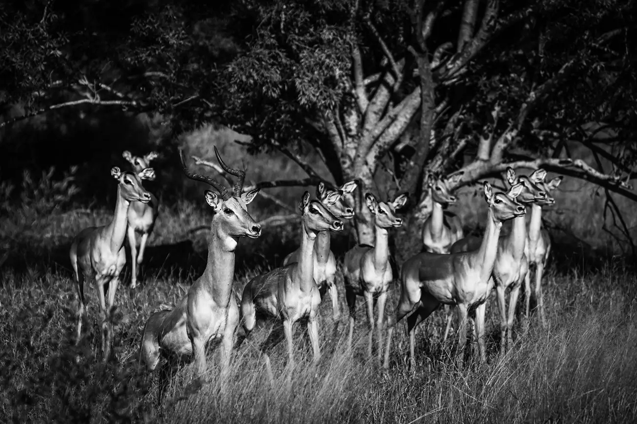 Laurent Baheux
