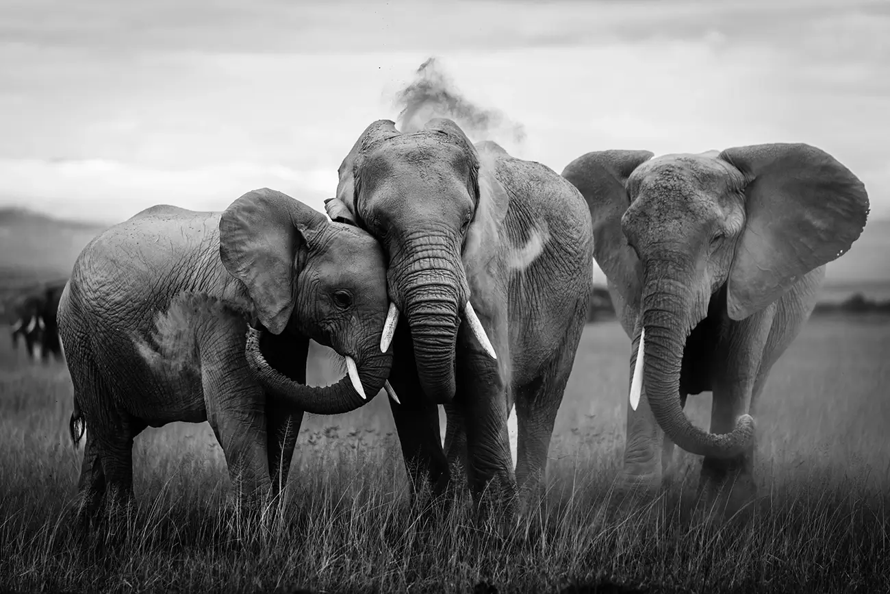 Laurent Baheux