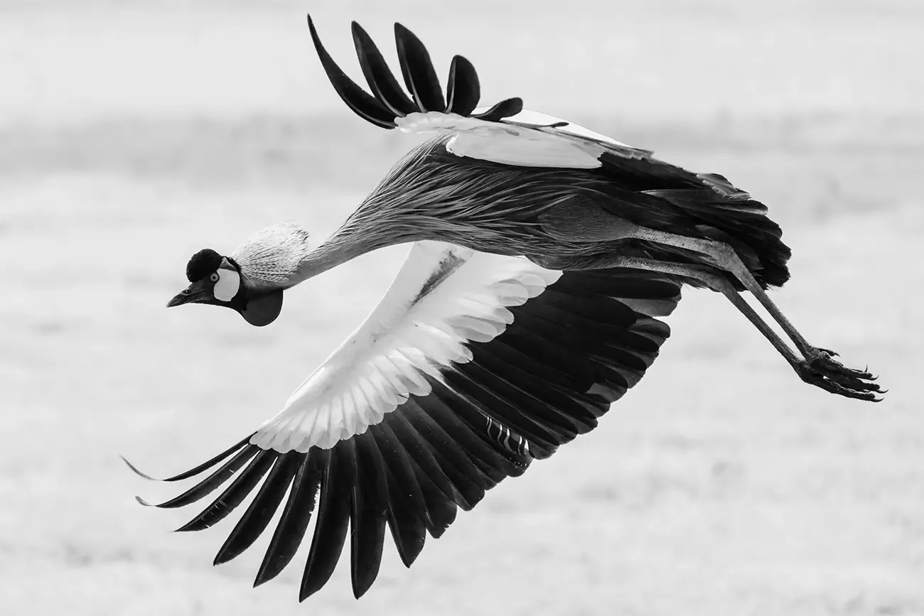 Laurent Baheux