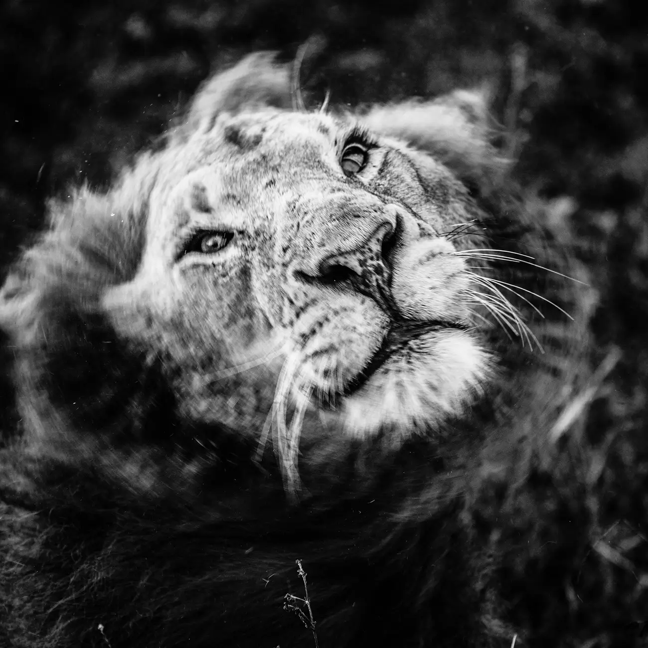 Laurent Baheux