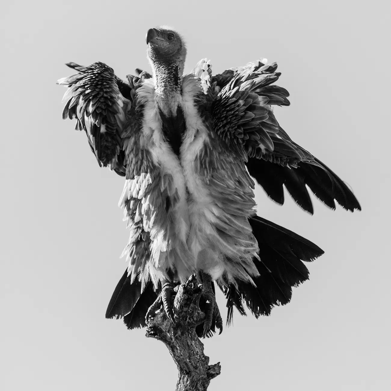 Laurent Baheux