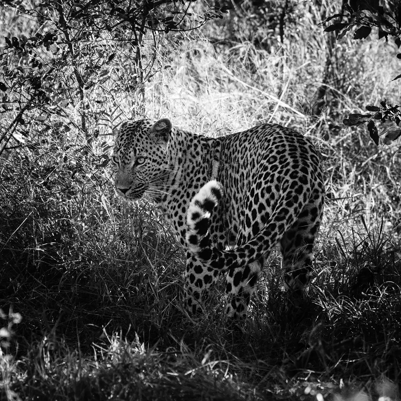 Laurent Baheux