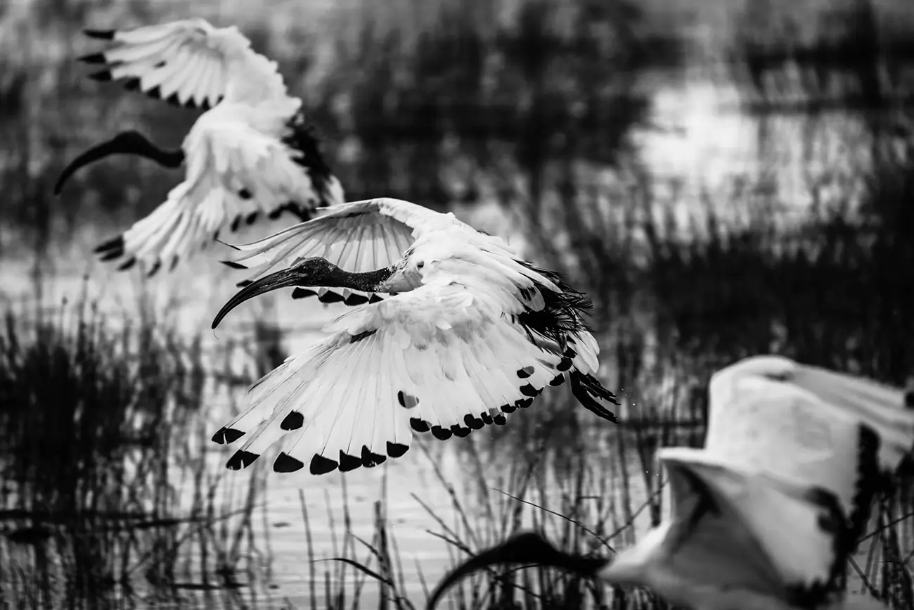 Laurent Baheux