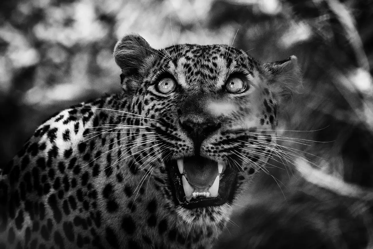 Laurent Baheux