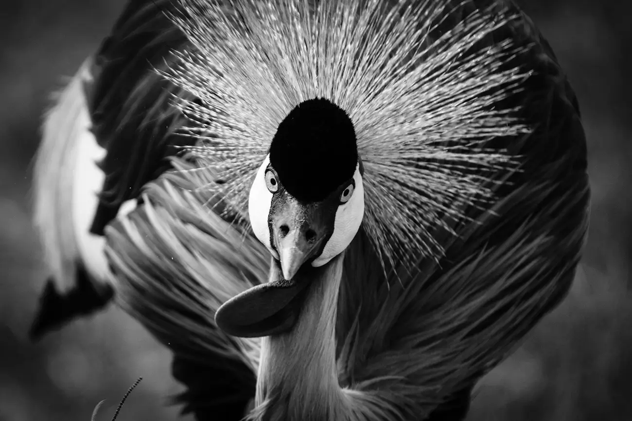 Laurent Baheux